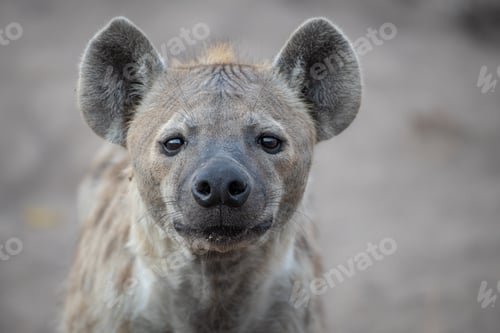 Preview: The head of a spotted hyena, Crocuta crocuta, direct gaze, ears forward