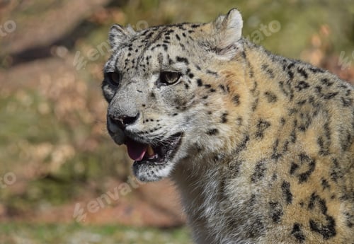 Preview: Close up portrait of snow leopard