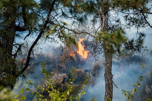 Preview: Forest Incinerated by Fires in Hattiban, Kathmandu, Nepal.