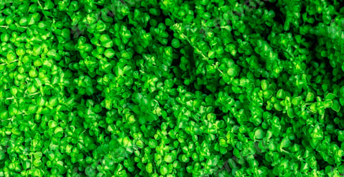 Preview: Small green leaves texture background with beautiful pattern. Clean environment. Ornamental plant