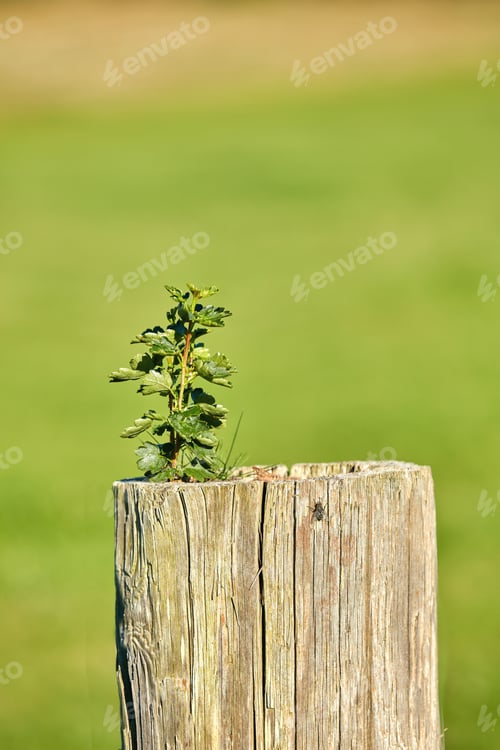 Preview: Springtime