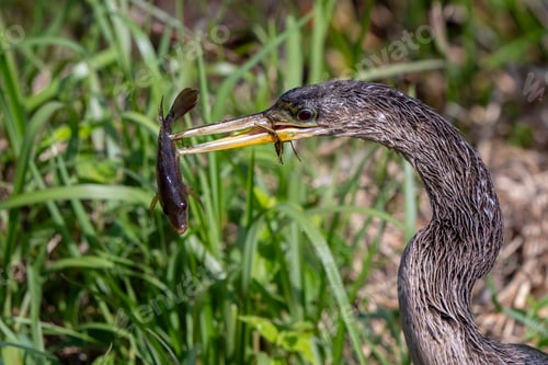 Preview: Close-up of a heron holding a fish in its beak