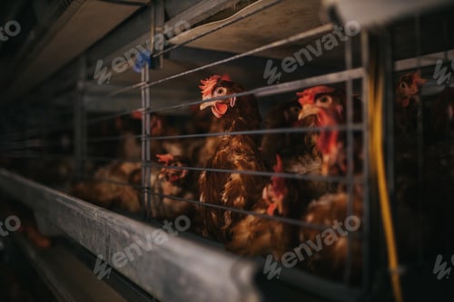 Preview: Closeup shot of brown chicken behind grids in a chicken farm