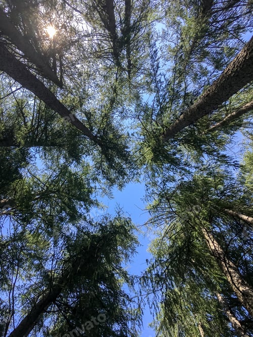 Preview: Grove of pine