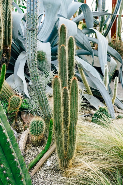 Preview: Vibrant Desert Cacti and Succulents in a Lush Summer Garden Scene
