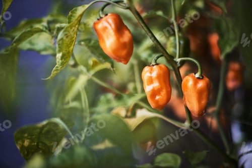 Preview: A healthy organic bell pepper plant with fruits in a greenhouse.