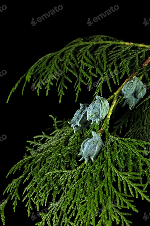 Preview: Branch of thuja, isolated on black background