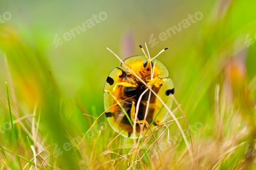 Preview: Closeup of ladybug on the meadow
