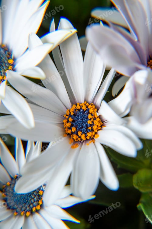 Preview: white flower