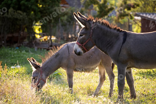 Preview: Donkeys grazing in the summer meadow