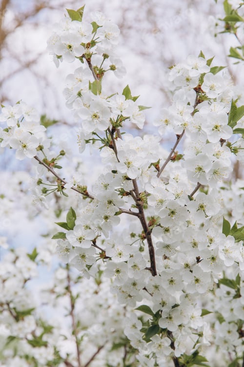 Aperçu: White cherry tree flowers blooming in spring