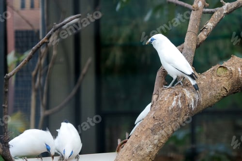 Preview: Group of Bali Myna Bird Sitting on Branch