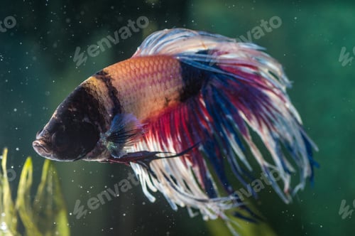 Preview: Closeup shot of sick betta fish in an aquarium