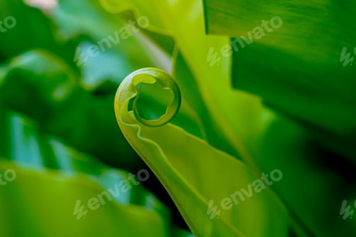Vista previa: green leaf with water droplets natural background