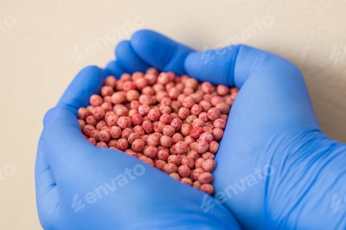 Preview: Close-up of a handful in the hands in the form of a heart etched soybean seeds
