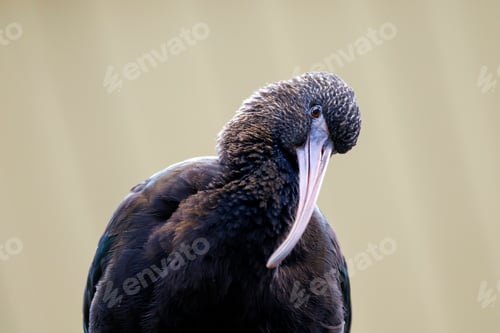 Preview: Glossy ibis (Plegadis falcinellus) portrait