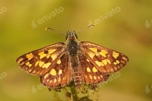 Preview: Closeup on the rare Chequered skipper, Carterocephalus palaemon sitting with open wings