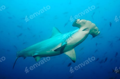 Preview: Galapagos Islands, Ecuador, Scalloped Hammerhead shark (Sphyrna lewini), close-up