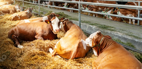 Preview: Cows resting inside barn at modern livestock farm