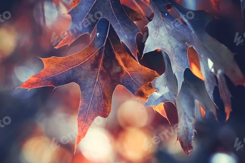Preview: Color changing leaves in autumn