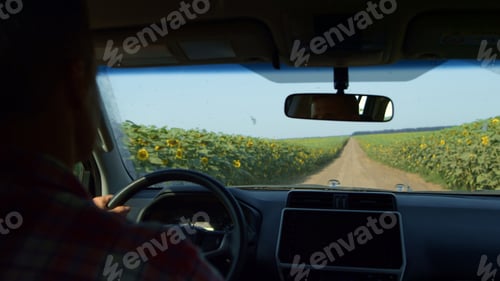 Preview: Farmer driving countryside road rear view. Closeup driver inspecting sunflower