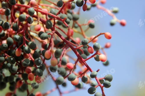Preview: Terebinth, Pistacia terebinthus