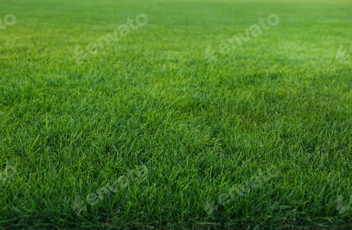 Preview: Green lawn with fresh grass as background