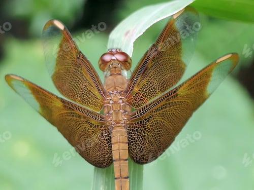 Preview: Dragonfly resting on a green leaf
