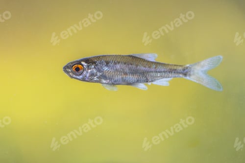 Preview: Sunbleak or belica freshwater fish
