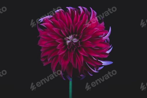 Preview: Red Rooster Dahlia isolated with black background