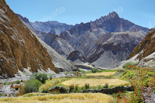 Preview: Wheat fields and dry mountains along the Markha Valley trek, Ladakh region, India
