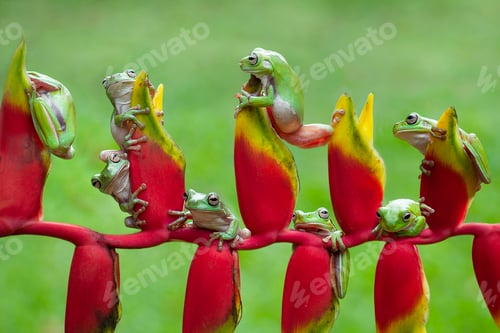 Preview: Tree Frogs Flying Frogs on Heliconia