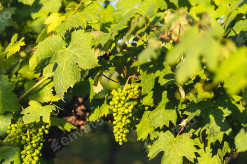 Preview: Vineyard with bunches of green grapes