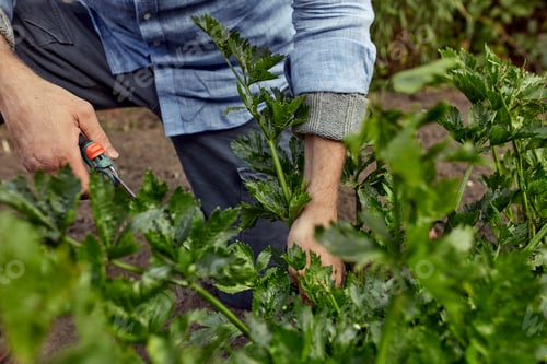 Preview: Close-up of mans hands with pruner cutting crop of fresh parsley