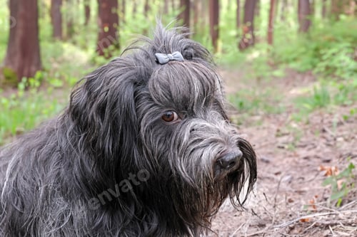 Preview: Schapendoes, Dutch Sheepdog portrait outdoors