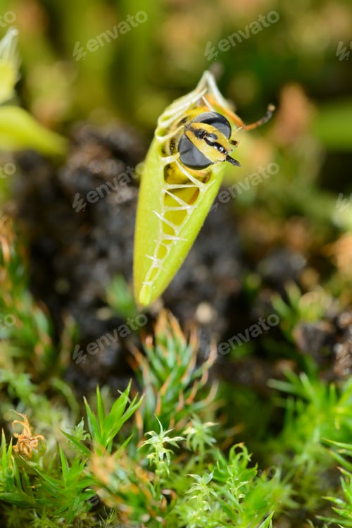 Preview: Bee-like fly insect approaching and being captured by Venus fly trap carnivorous plant