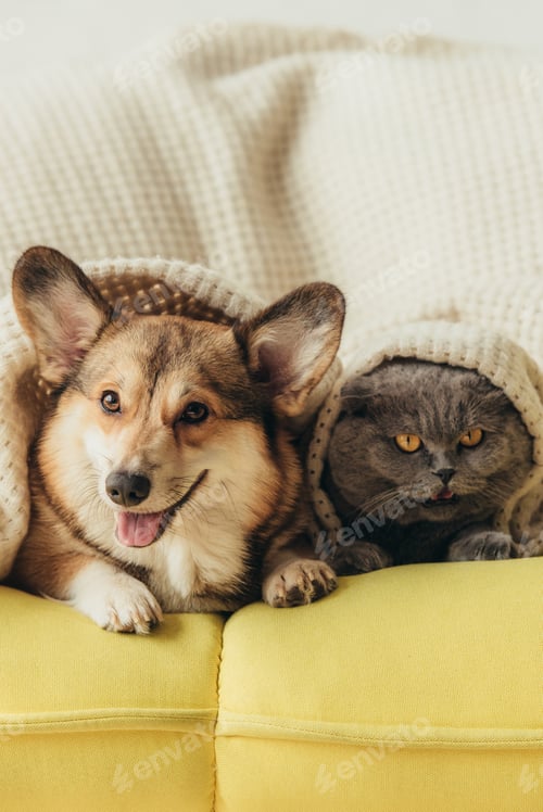 Preview: funny pets lying together under plaid on sofa