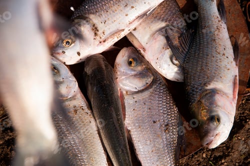 Preview: Fresh fish in a fishing nets.