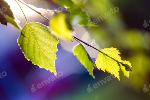 Preview: tree branch with buds