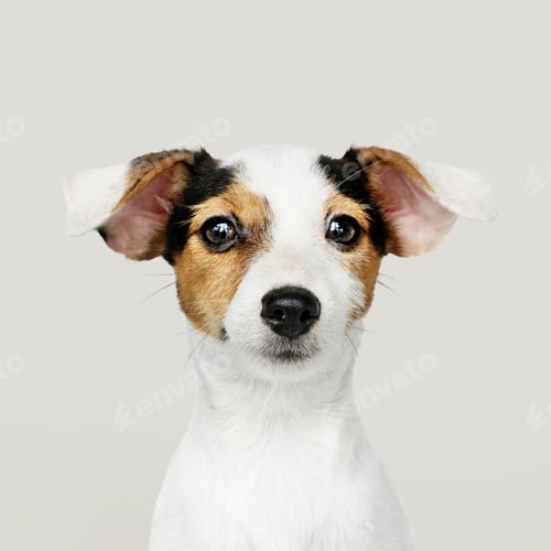 Preview: Adorable Jack Russell Retriever puppy portrait