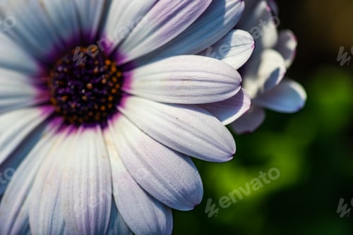 Preview: Autumnal garden with Gazania flowers