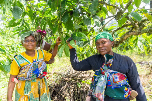 Preview: Group of farmers during the harvest of coffee berries, coffee production in Africa