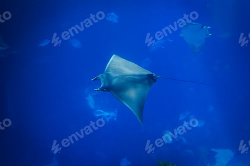 Preview: Closeup underwater shot of a spinetail Mobula swimming in the deep ocean along with fishes