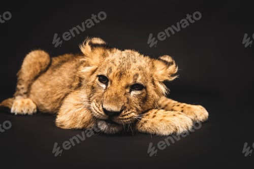 Preview: cute lion cub lying isolated on black