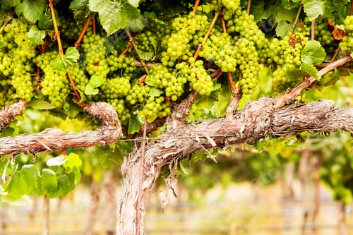 Preview: Grapes growing on a vine.