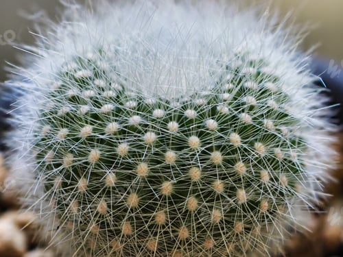 Preview: Cactus