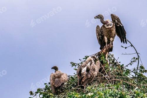 Preview: Vulture Clean Up Environment Committee Venue Volt Wake Birds