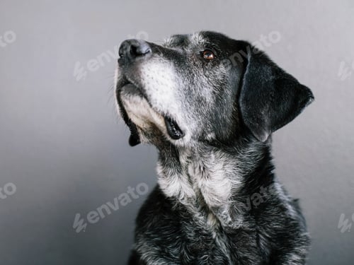 Preview: A mixed breed dog with a black coat, a therapy dog, a mixed breed of Great Pyrennean mountain dog
