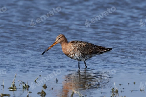 Preview: Black-tailed godwit (Limosa limosa)