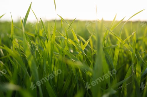 Preview: green field of young cereal crops close up in summer or spring. natural eco friendly background